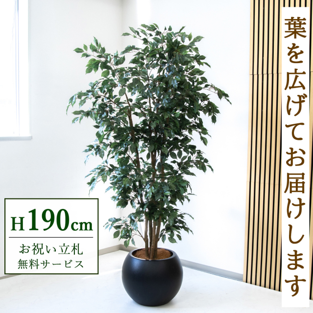 【すぐ飾れる】 フェイクグリーン フィカス ベンジャミン 190cm  大型 鉢付き / 法人・開店祝い 店舗・オフィス装飾 空間演出 立札無料・造花/PG1006-ROM43BK