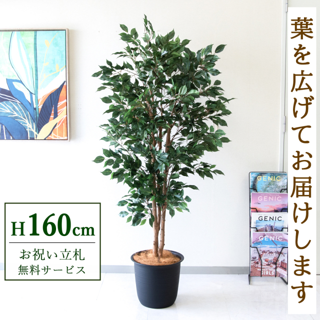 【すぐ飾れる】 フェイクグリーン フィカス ベンジャミン 160cm  鉢付き / 法人・開店祝い 店舗・オフィス装飾 空間演出 立札無料・造花/PG1007-ABY31BK