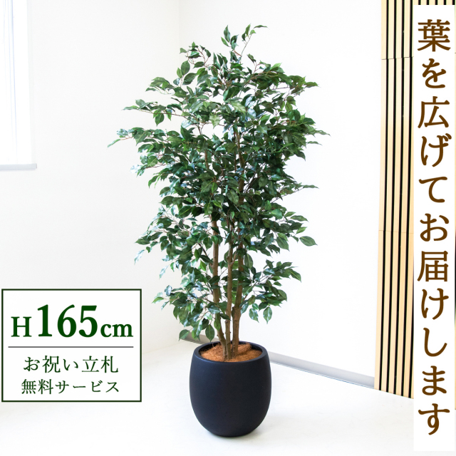 【すぐ飾れる】 フェイクグリーン フィカス ベンジャミン 165cm  鉢付き / 法人・開店祝い 店舗・オフィス装飾 空間演出 立札無料・造花/PG1007-BAL35BK