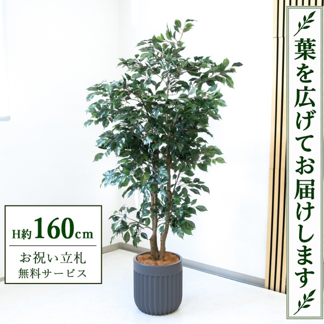 【すぐ飾れる】 フェイクグリーン フィカス ベンジャミン H約160cm 鉢付き / 法人・開店祝い 店舗・オフィス装飾 空間演出 立札無料・造花/PG1007-BPK29GY