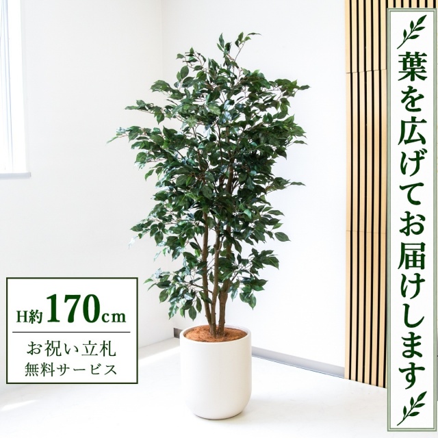 【すぐ飾れる】 フェイクグリーン フィカス ベンジャミン H約170cm 大型 鉢付き / 法人・開店祝い 店舗・オフィス装飾 空間演出 立札無料・造花/PG1007-CHC33IV