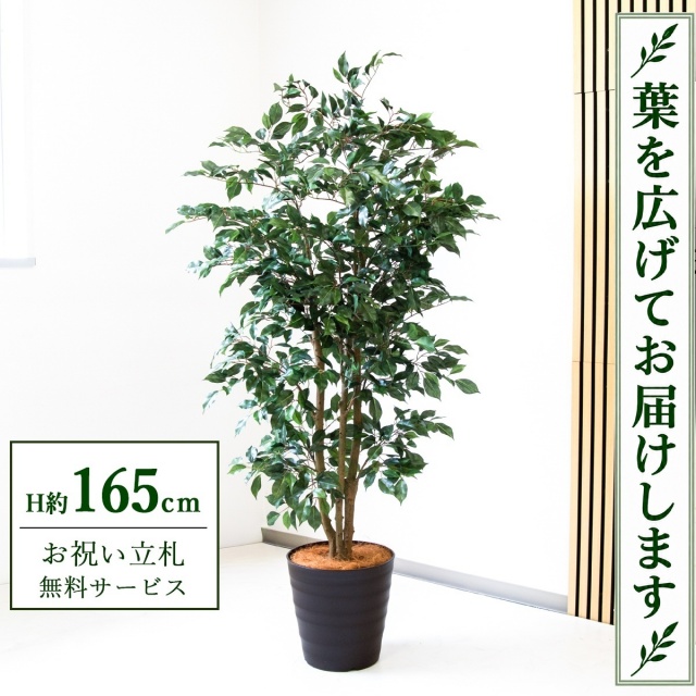 【すぐ飾れる】 フェイクグリーン フィカス ベンジャミン H約165cm 鉢付き / 法人・開店祝い 店舗・オフィス装飾 空間演出 立札無料・造花/PG1007-M30DB