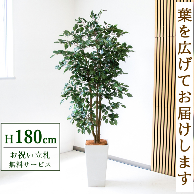 【すぐ飾れる】 フェイクグリーン フィカス ベンジャミン 180cm  大型 鉢付き / 法人・開店祝い 店舗・オフィス装飾 空間演出 立札無料・造花/PG1007-Q25WH