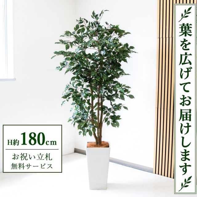 【すぐ飾れる】 フェイクグリーン フィカス ベンジャミン H約180cm 大型 鉢付き / 法人・開店祝い 店舗・オフィス装飾 空間演出 立札無料・造花/PG1007-Q25WH