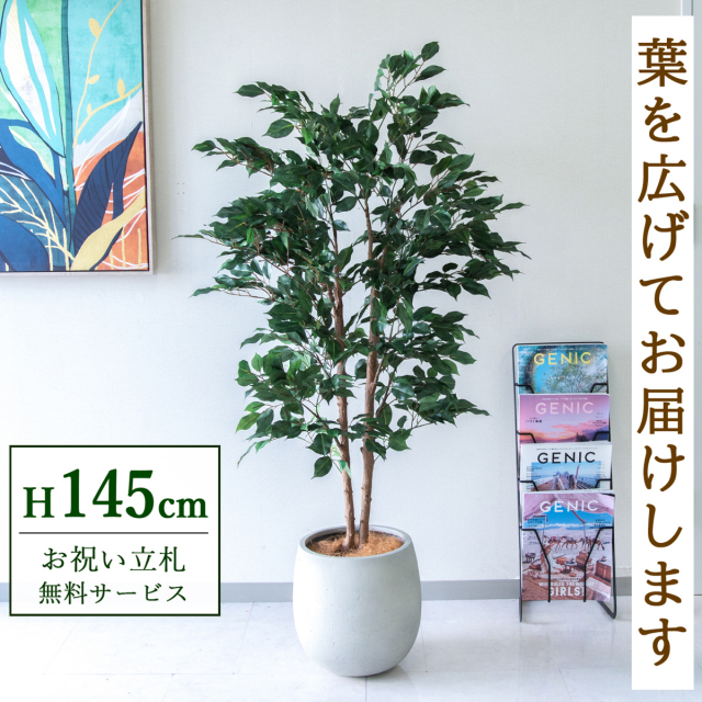 【すぐ飾れる】 フェイクグリーン フィカス ベンジャミン 145cm  鉢付き / 法人・開店祝い 店舗・オフィス装飾 空間演出 立札無料・造花/PG1008-BAL30IV