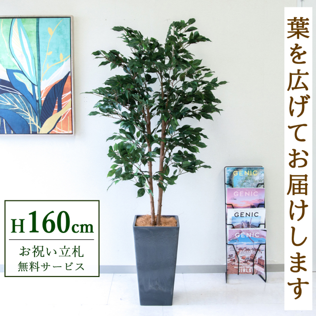 【すぐ飾れる】 フェイクグリーン フィカス ベンジャミン 160cm  鉢付き / 法人・開店祝い 店舗・オフィス装飾 空間演出 立札無料・造花/PG1008-Q25BK