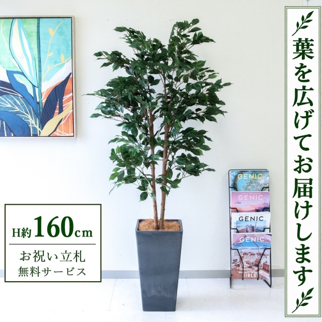 【すぐ飾れる】 フェイクグリーン フィカス ベンジャミン H約160cm 鉢付き / 法人・開店祝い 店舗・オフィス装飾 空間演出 立札無料・造花/PG1008-Q25BK