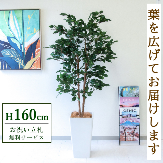 【すぐ飾れる】 フェイクグリーン フィカス ベンジャミン 160cm  鉢付き / 法人・開店祝い 店舗・オフィス装飾 空間演出 立札無料・造花/PG1008-Q25WH
