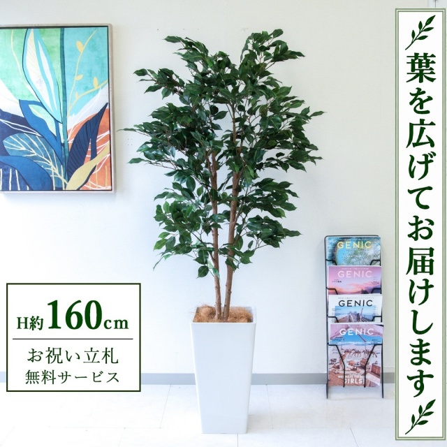 【すぐ飾れる】 フェイクグリーン フィカス ベンジャミン H約160cm 鉢付き / 法人・開店祝い 店舗・オフィス装飾 空間演出 立札無料・造花/PG1008-Q25WH