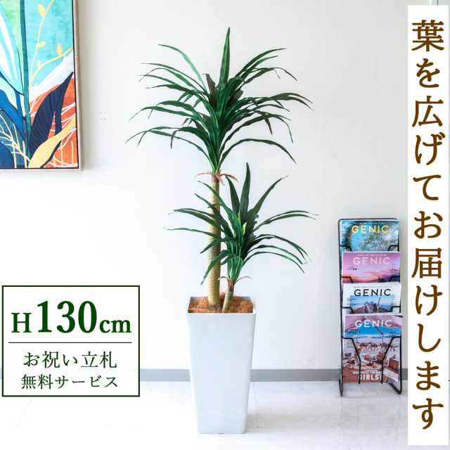 フェイクグリーン ドラセナ H約130cm  鉢付き / 人工観葉植物 観葉植物 フェイク 造花 店舗 装飾 開店 開業 移転 祝い ギフト プレゼント おしゃれ 住宅展示場 モデルハウス オフィス 立札無料 /PG1010-Q25WH
