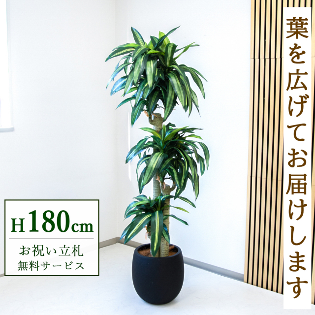 【すぐ飾れる】 フェイクグリーン 幸福の木 ドラセナ マッサンゲアナ 180cm  大型 鉢付き / 法人・開店祝い 店舗・オフィス装飾 空間演出 立札無料・造花/PG1011-BAL35BK