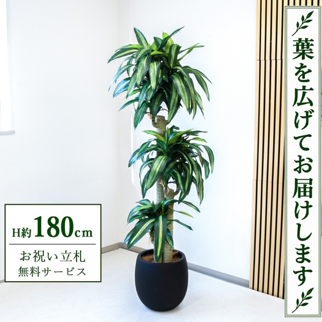 【すぐ飾れる】 フェイクグリーン 幸福の木 ドラセナ マッサンゲアナ H約180cm 大型 鉢付き / 法人・開店祝い 店舗・オフィス装飾 空間演出 立札無料・造花/PG1011-BAL35BK