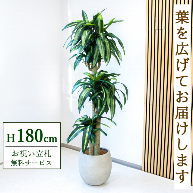 【すぐ飾れる】 フェイクグリーン 幸福の木 ドラセナ マッサンゲアナ 180cm  大型 鉢付き / 法人・開店祝い 店舗・オフィス装飾 空間演出 立札無料・造花/PG1011-BAL35IV