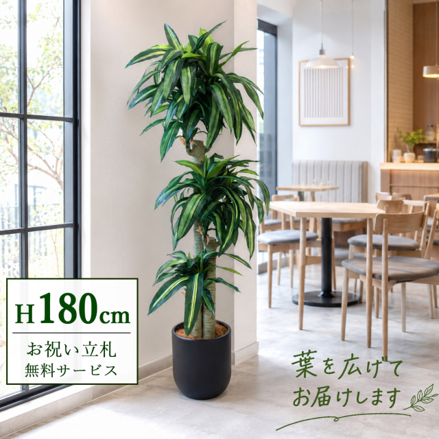 【すぐ飾れる】 フェイクグリーン 幸福の木 ドラセナ マッサンゲアナ 180cm  大型 鉢付き / 法人・開店祝い 店舗・オフィス装飾 空間演出 立札無料・造花/PG1011-CHC29BK