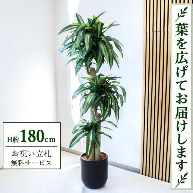 【すぐ飾れる】 フェイクグリーン 幸福の木 ドラセナ マッサンゲアナ H約180cm 大型 鉢付き / 法人・開店祝い 店舗・オフィス装飾 空間演出 立札無料・造花/PG1011-CHC29BK
