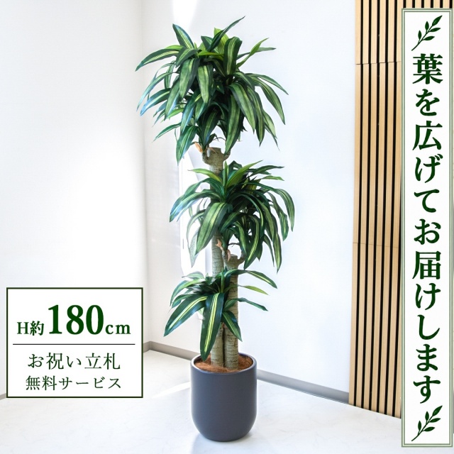 【すぐ飾れる】 フェイクグリーン 幸福の木 ドラセナ マッサンゲアナ H約180cm 大型 鉢付き / 法人・開店祝い 店舗・オフィス装飾 空間演出 立札無料・造花/PG1011-CHC29GY