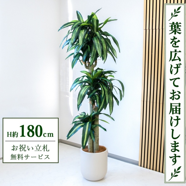 【すぐ飾れる】 フェイクグリーン 幸福の木 ドラセナ マッサンゲアナ H約180cm 大型 鉢付き / 法人・開店祝い 店舗・オフィス装飾 空間演出 立札無料・造花/PG1011-CHC29IV