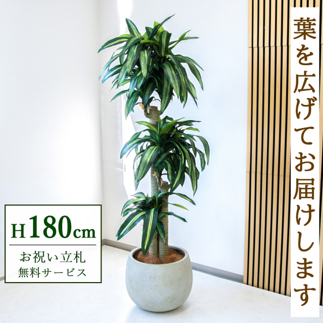 【すぐ飾れる】 フェイクグリーン 幸福の木 ドラセナ マッサンゲアナ 180cm  大型 鉢付き / 法人・開店祝い 店舗・オフィス装飾 空間演出 立札無料・造花/PG1011-D42IV