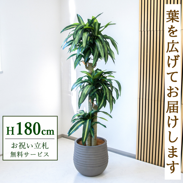 【すぐ飾れる】 フェイクグリーン 幸福の木 ドラセナ マッサンゲアナ 180cm  大型 鉢付き / 法人・開店祝い 店舗・オフィス装飾 空間演出 立札無料・造花/PG1011-J40