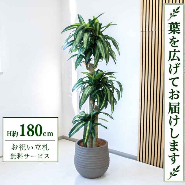 【すぐ飾れる】 フェイクグリーン 幸福の木 ドラセナ マッサンゲアナ H約180cm 大型 鉢付き / 法人・開店祝い 店舗・オフィス装飾 空間演出 立札無料・造花/PG1011-J40