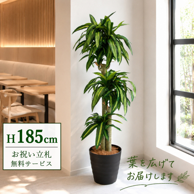 【すぐ飾れる】 フェイクグリーン 幸福の木 ドラセナ マッサンゲアナ 185cm  大型 鉢付き / 法人・開店祝い 店舗・オフィス装飾 空間演出 立札無料・造花/PG1011-M36DB
