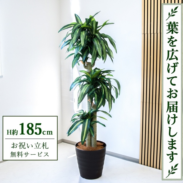 【すぐ飾れる】 フェイクグリーン 幸福の木 ドラセナ マッサンゲアナ H約185cm 大型 鉢付き / 法人・開店祝い 店舗・オフィス装飾 空間演出 立札無料・造花/PG1011-M36DB