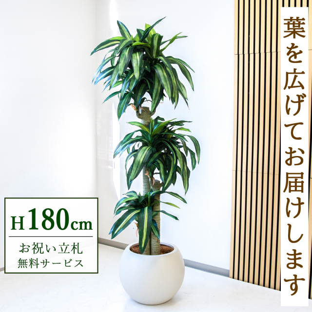 【すぐ飾れる】 フェイクグリーン 幸福の木 ドラセナ マッサンゲアナ 180cm  大型 鉢付き / 法人・開店祝い 店舗・オフィス装飾 空間演出 立札無料・造花/PG1011-ROM43IV