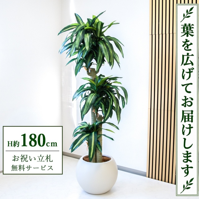 【すぐ飾れる】 フェイクグリーン 幸福の木 ドラセナ マッサンゲアナ H約180cm 大型 鉢付き / 法人・開店祝い 店舗・オフィス装飾 空間演出 立札無料・造花/PG1011-ROM43IV