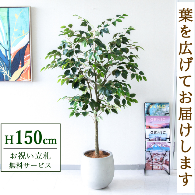 【すぐ飾れる】 フェイクグリーン フィカス ベンジャミン 150cm  鉢付き / 法人・開店祝い 店舗・オフィス装飾 空間演出 立札無料・造花/PG1012-BAL30IV