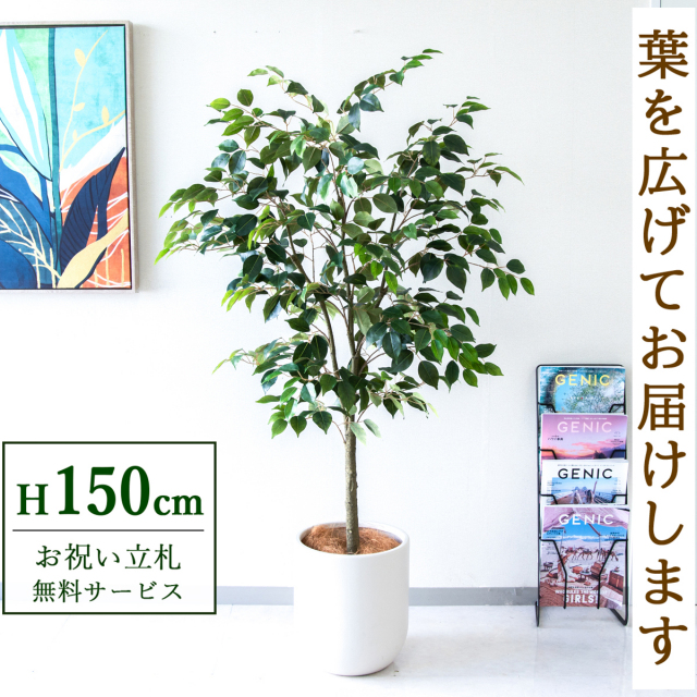 【すぐ飾れる】 フェイクグリーン フィカス ベンジャミン 150cm  鉢付き / 法人・開店祝い 店舗・オフィス装飾 空間演出 立札無料・造花/PG1012-CHC29IV