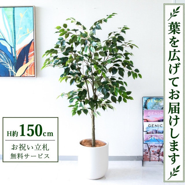 【すぐ飾れる】 フェイクグリーン フィカス ベンジャミン H約150cm 鉢付き / 法人・開店祝い 店舗・オフィス装飾 空間演出 立札無料・造花/PG1012-CHC29IV