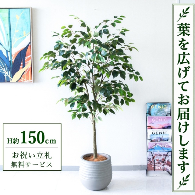【すぐ飾れる】 フェイクグリーン フィカス ベンジャミン H約150cm 鉢付き / 法人・開店祝い 店舗・オフィス装飾 空間演出 立札無料・造花/PG1012-J30