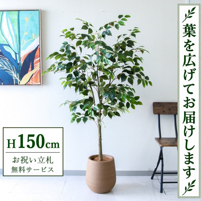 【すぐ飾れる】 フェイクグリーン フィカス ベンジャミン H約150cm 鉢付き / 法人・開店祝い 店舗・オフィス装飾 空間演出 立札無料・造花/PG1012-KAO27LB
