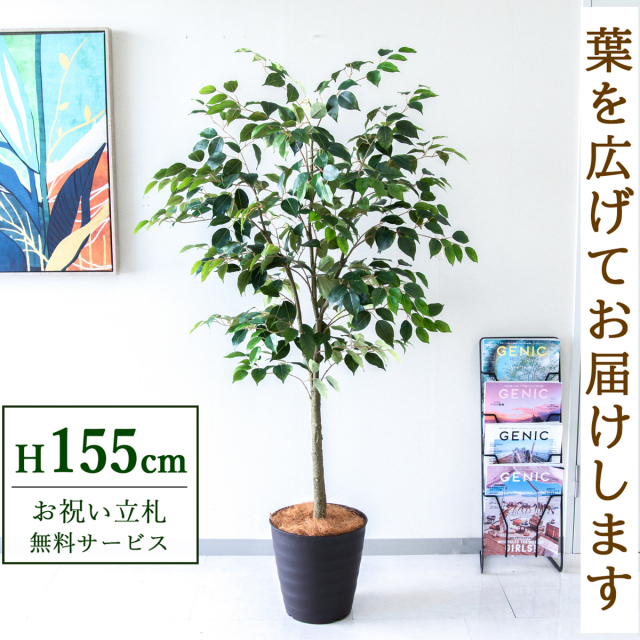 【すぐ飾れる】 フェイクグリーン フィカス ベンジャミン 155cm  鉢付き / 法人・開店祝い 店舗・オフィス装飾 空間演出 立札無料・造花/PG1012-M27DB