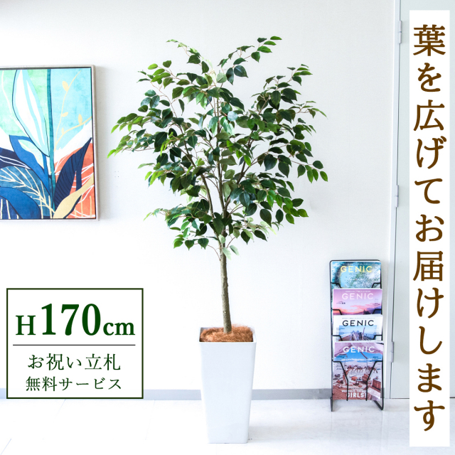 【すぐ飾れる】 フェイクグリーン フィカス ベンジャミン 170cm  大型 鉢付き / 法人・開店祝い 店舗・オフィス装飾 空間演出 立札無料・造花/PG1012-Q25WH