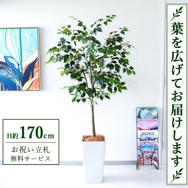 【すぐ飾れる】 フェイクグリーン フィカス ベンジャミン H約170cm 大型 鉢付き / 法人・開店祝い 店舗・オフィス装飾 空間演出 立札無料・造花/PG1012-Q25WH