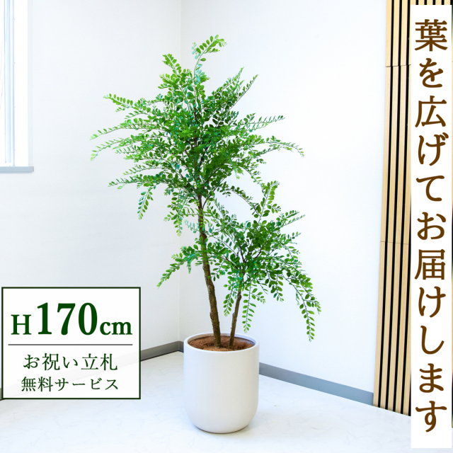 フェイクグリーン トネリコ H約170cm  鉢付き / 人工観葉植物 観葉植物 フェイク 造花 大型 大きい 店舗 装飾 開店 開業 移転 祝い ギフト プレゼント おしゃれ 住宅展示場 モデルハウス オフィス 立札無料 /PG1013-CHC33IV