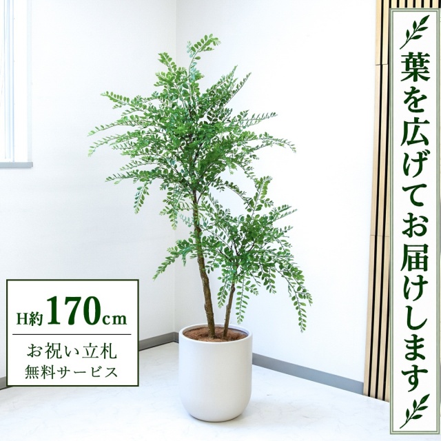 【すぐ飾れる】 フェイクグリーン トネリコ H約170cm 大型 鉢付き / 法人・開店祝い 店舗・オフィス装飾 空間演出 立札無料・造花/PG1013-CHC33IV