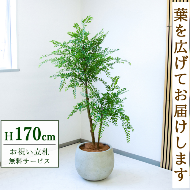 フェイクグリーン トネリコ H約170cm  鉢付き / 人工観葉植物 観葉植物 フェイク 造花 大型 大きい 店舗 装飾 開店 開業 移転 祝い ギフト プレゼント おしゃれ 住宅展示場 モデルハウス オフィス 立札無料 /PG1013-D42IV