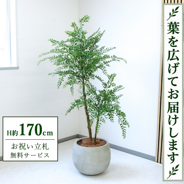 【すぐ飾れる】 フェイクグリーン トネリコ H約170cm 大型 鉢付き / 法人・開店祝い 店舗・オフィス装飾 空間演出 立札無料・造花/PG1013-D42IV