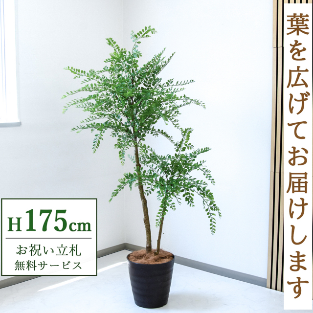 【すぐ飾れる】 フェイクグリーン トネリコ 175cm  大型 鉢付き / 法人・開店祝い 店舗・オフィス装飾 空間演出 立札無料・造花/PG1013-M30DB