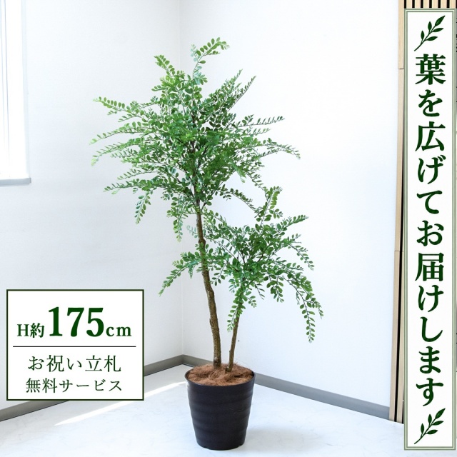 【すぐ飾れる】 フェイクグリーン トネリコ H約175cm 大型 鉢付き / 法人・開店祝い 店舗・オフィス装飾 空間演出 立札無料・造花/PG1013-M30DB