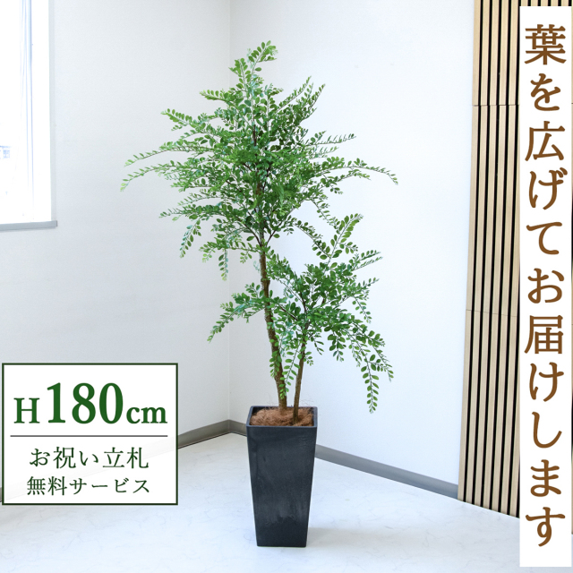 【すぐ飾れる】 フェイクグリーン トネリコ 180cm  大型 鉢付き / 法人・開店祝い 店舗・オフィス装飾 空間演出 立札無料・造花/PG1013-Q25BK