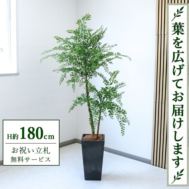 【すぐ飾れる】 フェイクグリーン トネリコ H約180cm 大型 鉢付き / 法人・開店祝い 店舗・オフィス装飾 空間演出 立札無料・造花/PG1013-Q25BK