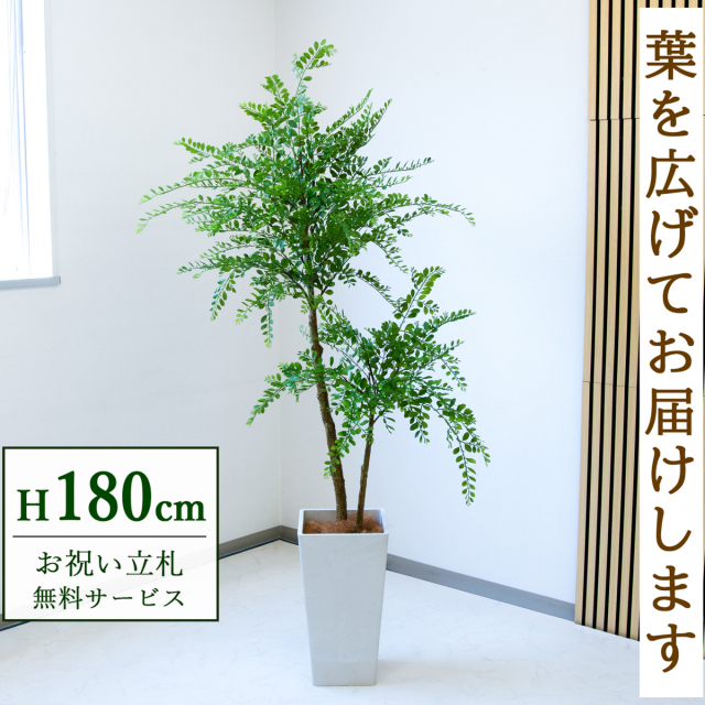 フェイクグリーン トネリコ H約180cm  鉢付き / 人工観葉植物 観葉植物 フェイク 造花 大型 大きい 店舗 装飾 開店 開業 移転 祝い ギフト プレゼント おしゃれ 住宅展示場 モデルハウス オフィス 立札無料 /PG1013-Q25WH