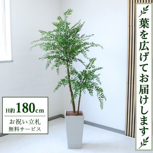 【すぐ飾れる】 フェイクグリーン トネリコ H約180cm 大型 鉢付き / 法人・開店祝い 店舗・オフィス装飾 空間演出 立札無料・造花/PG1013-Q25WH