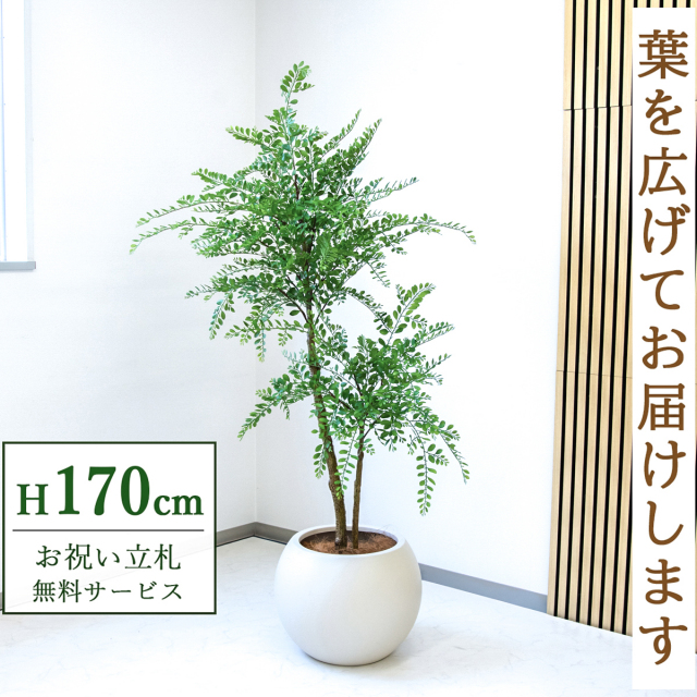 【すぐ飾れる】 フェイクグリーン トネリコ 170cm  大型 鉢付き / 法人・開店祝い 店舗・オフィス装飾 空間演出 立札無料・造花/PG1013-ROM43IV