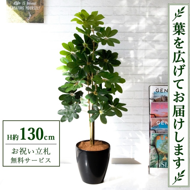 【すぐ飾れる】 フェイクグリーン シェフレラ カポック H約130cm 鉢付き / 法人・開店祝い 店舗・オフィス装飾 空間演出 立札無料・造花/PG105-A265BK