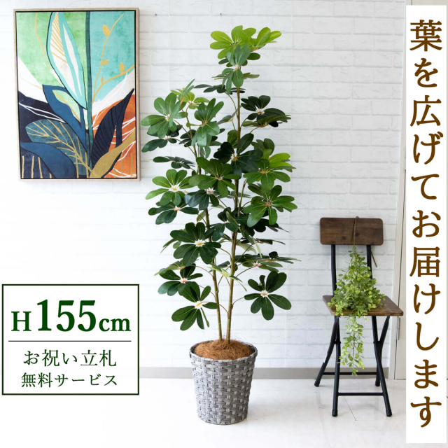 フェイクグリーン シェフレラ H約155cm 鉢付き / 観葉植物 フェイク 人工観葉植物 造花 店舗 装飾 開店 開業 移転 祝い ギフト プレゼント おしゃれ 住宅展示場 モデルハウス オフィス 立札無料 PG106-MEL26GY