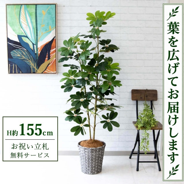 【すぐ飾れる】 フェイクグリーン シェフレラ カポック H約155cm 鉢付き / 法人・開店祝い 店舗・オフィス装飾 空間演出 立札無料・造花/PG106-MEL26GY